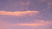 Clearwater Beach birds going to bed Photograph by Doreen Rosselli