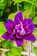 Clematis Flower Photograph by Travel Essayist