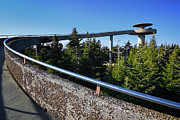 Clingmans Dome Photograph by Steven Nelson