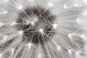 Close up of the black and white dandelion clock Photograph by Severija Kirilovaite