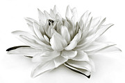 Close up of the Lilly black and white Photograph by Severija Kirilovaite