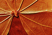 Close up of the red leaf papyrus Photograph by Severija Kirilovaite