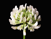 Clover Bloom Photograph by Steven Nelson