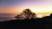 Coastal Tree After Sunset Photograph by Matthew DeGrushe