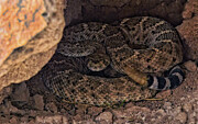 Coiled Rattlesnake in Rocky Nest Photograph by Bob Falcone