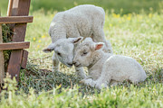 Colonial Lambs Nuzzle Noses Photograph by Rachel Morrison