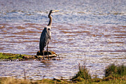 Colorado - Evergreen Lake - Blue Heron Photograph by Robert Niemeier