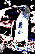 Colorful Blue Footed Booby on Rocky Shore Digital Art by Bruce Block