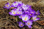 Colorful Crocus Photograph by Craig A Walker
