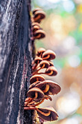 Colorful Mushrooms on a Tree in the Hoh Rain Forest, Olympic National Park, Washington Photograph by Shannon Williams