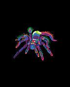 Colorful Spider Pop Art Tarantula Digital Art by Flippin Sweet Gear