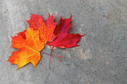 Colourful Maple Leaves Photograph by John Twynam