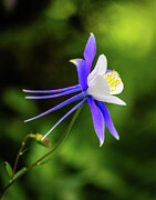 Columbine Flower Photograph by Kevin Schwalbe