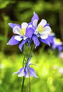 Columbine Flowers Photograph by Kevin Schwalbe