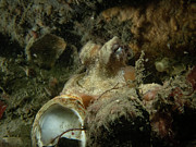 Common Octopus Photograph by Brian Weber