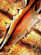 Concrete, Bark, Lips Photograph by William Gunn