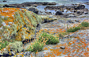 Connemara Photograph by Randall Dill