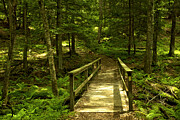 Cook Forest Bridge To Cathedral Natural Area Photograph by Adam Jewell