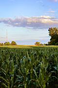 Cornfield Serenity Photograph by Travel Essayist