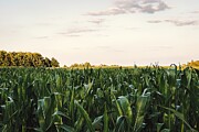 Cornstalks and Tree-lined Horizon Photograph by Travel Essayist