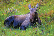 Cow Moose In Field Photograph by Dan Sproul
