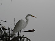 Crane 2 Photograph by Raymond Fernandez