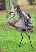 Crane Dance Photograph by Gina Fitzhugh