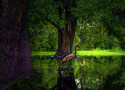 Crane in the Marsh Photograph by Shannon Williams
