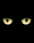 Creepy Cat Eyes Digital Art by Flippin Sweet Gear