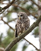 CrissCross Photograph by James Overesch