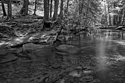 Crystal Clear Tom's Run Forest Reflections Black And White Photograph by Adam Jewell