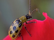 Cucumber Beetle Photograph by Catherine Wilson