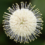 Cute As A Button Photograph by Dodie Ross