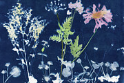 Cyanotype Whimsy of Flora Photograph by Elizabeth Reich