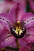 Cymbidium Samurai Hee Haw Shocking Pink Orchid Photograph by Abigail Diane Photography
