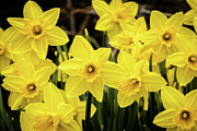 Daffodils in the Spring Garden Photograph by Craig A Walker
