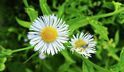 Daisy flowers with insects close up photo Photograph by Nicko Prints