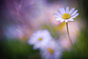 Daisy in My Garden Photograph by Ursula Abresch