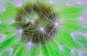 Dandelion Clock Photograph by Severija Kirilovaite