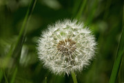 Dandelion seed head Photograph by Charles Floyd