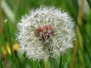 Dandelion seeds Photograph by Brian Weber