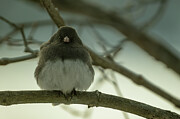 Dark-eyed Junco 1 Photograph by Dodie Ross