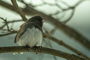 Dark-eyed Junco 2 Photograph by Dodie Ross