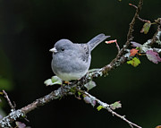 Dark Eyed Junco Photograph by Jim E Johnson