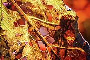 Decayed Leaf Detail in Sunlight Photograph by Tatiana Travelways