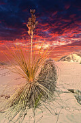 December 2023 White Sands Dusk Yucca Photograph by Alain Zarinelli