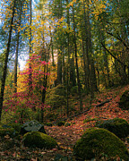 Deer Creek Trail Autumn Splendor_4X5 Crop Photograph by Mike Lee