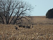 Deer in a Field Photograph by Amanda R Wright