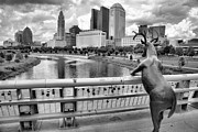 Deer On The Rich Street Bridge Black And White Photograph by Adam Jewell