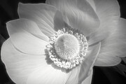 Delicate Beauty Photograph by Dodie Ross
